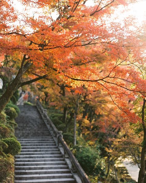 Fall in Japan made me fall in love with all the different shades of red. Here are just a few of my favorite film photos from our trip and I wish I could share them all. If you are thinking of heading to Japan, don’t hesitate. #kyotojapan #landscapephotography #visitjapan #travelphotography #filmphotographer #portra400 Fall In Japan Aesthetic, Fall In Japan, Fall Japan, 2025 Planning, Autumn Widgets, Autumn Moodboard, Japan Nature, Japan Autumn, Country View