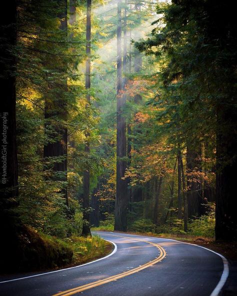 Road With Trees, Humboldt Redwoods State Park, Disney Cars Wallpaper, Beautiful Profile Pictures, Beautiful Roads, Image Nature, New Background Images, Forest Road, Wildlife Artists