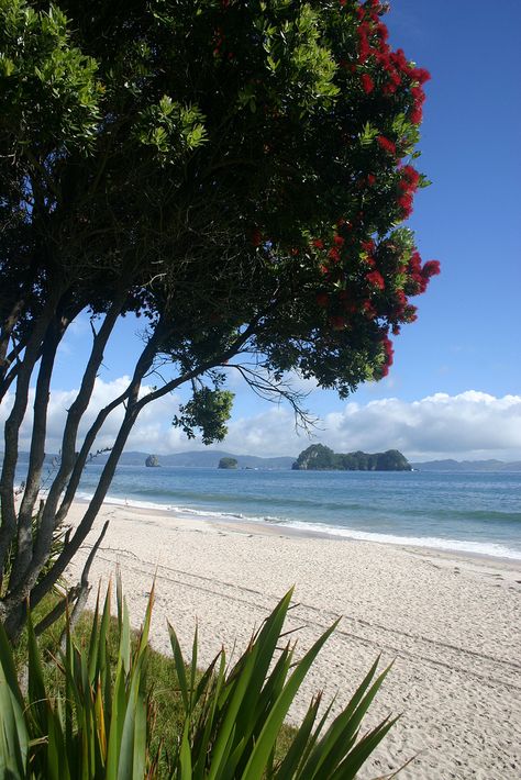 Hahei Beach On the Coromandel Peninsula, New Zealand. Coromandel Peninsula, Beach New Zealand, Travel New Zealand, Fairy Queen, New Zealand Travel, White Cloud, Beaches In The World, Most Beautiful Beaches, Sea World