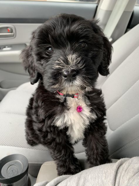 My 9 week old labradoodle Labradoodle #doodle #puppies #labradoodle Mini Labradoodle Full Grown, Labradoodle Full Grown, Labradoodle Black, Puppies Labradoodle, White Labradoodle, Mini Labradoodle, Black Labradoodle, Labradoodle Puppies, Doodle Puppies