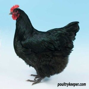 Australorp Chickens Barnevelder Chicken, Rare Chicken Breeds, Australorp Chicken, Black Australorp, Rhode Island Red Chickens, Pet Chicken, Day Old Chicks, Rhode Island Red, Red Chicken