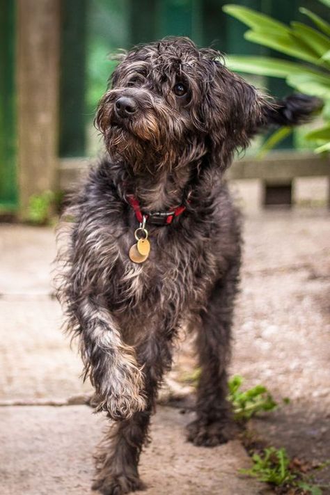 Schnoodle Schnoodle Dog, Schnauzer Mix, Beautiful Dog Breeds, Bulldog Breeds, Hybrid Dogs, Dog Mixes, Popular Dog Breeds, Most Popular Dog Breeds, Poodle Puppy