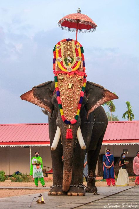 Kerala Elephant Photography, Pooram Elephant, Diy Ganpati, Kerala Elephant, Thrissur Pooram, Temple Elephant, Pre Wedding Photoshoot Props, Elephant Photography, Black Hd Wallpaper