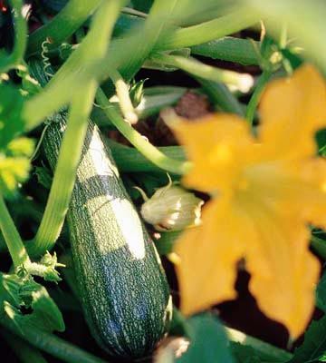 helpful tips about growing squash Vegetable Ideas, Growing Squash, Seeds Planting, Squash Zucchini, Garden Vegetable, Growing Veggies, Nouveau Jewelry, Garden Veggies, Container Gardening Vegetables