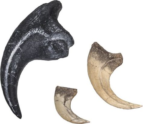 Dinosaur Claw Set : Allosaurus, Velociraptor and Deinonychus Skulls Unlimited International Velociraptor Claw, Dinosaur Claw, Bear Claw Necklace, Skull Model, Cretaceous Period, Megalodon Tooth, Bear Claws, Themes Photo, Tattoos Designs