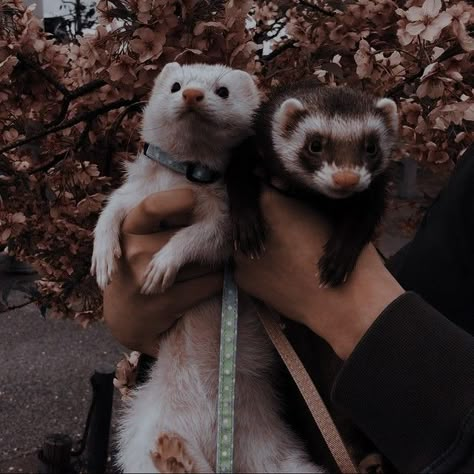 Funny Ferrets, A Ferret, Pet Ferret, Cute Ferrets, Wattpad Romance, Pretty Animals, Cute Animals Images, I'm With The Band, Silly Animals