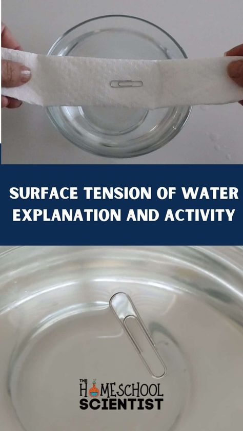 surface tension of water 1080 x 1920 px11 Cohesion And Adhesion Of Water, Condensation Experiment, Surface Tension Experiment For Kids, Non Newtonian Fluid Experiment, What Dissolves In Water Experiment, Science Inquiry, Homeschool Quotes, Surface Tension, Engage Kids