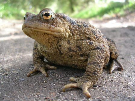 Toad And Frog, Common Toad, Common Frog, Toad Frog, Creature Anatomy, Wind In The Willows, British Wildlife, Fish Ponds, Aquatic Animals