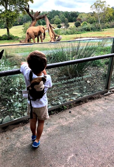 Day Trip NC: Our 2018 Fall Trip to the North Carolina Zoo - Live Well Play Together Asheboro Nc, Zoo Day, Play Together, Family Friendly Activities, Fall Travel, Family Day, Day Trip, The Kids, North Carolina