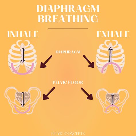 During inhalation your diaphragm contract and the pelvic floor just relax and stretch..likewise when your diaphragm is relaxing during exhalation the pelvic floor is contracting and raising upwards. . Follow us @pelvicconcepts and learn more about your pelvic health!❤️ . #diaphramaticbreathing #diaphramatic #breathing #pelvicfloor #breathingtechniques #pelvicconcepts #pelvic #raiseawareness #pelvicfloorawareness Pelvic Health Physical Therapy, Diaphragmatic Breathing Pelvic Floor, Pelvic Diaphragm, Physical Therapy Quotes, Physical Therapy School, Pelvic Floor Therapy, Pelvic Health, Diaphragmatic Breathing, Energy Yoga