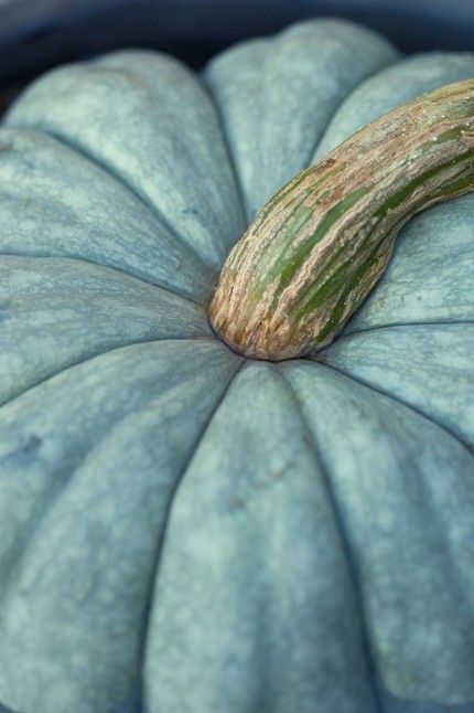 Autumn Sky, Blue Autumn, Blue Pumpkin, Autumn Love, Blue Pumpkins, Fine Art Photography Print, Bleu Turquoise, Aqua Turquoise, Feeling Blue