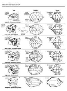 St. Catherines Island Sea Turtle Conservation Program: Life History: Georgia Sea Turtles Turtles Pet, Turtle Species, Sea Turtle Species, Sea Turtle Shell, Turtle Drawing, Sea Turtle Art, Tortoise Turtle, Turtle Love, Turtle Art