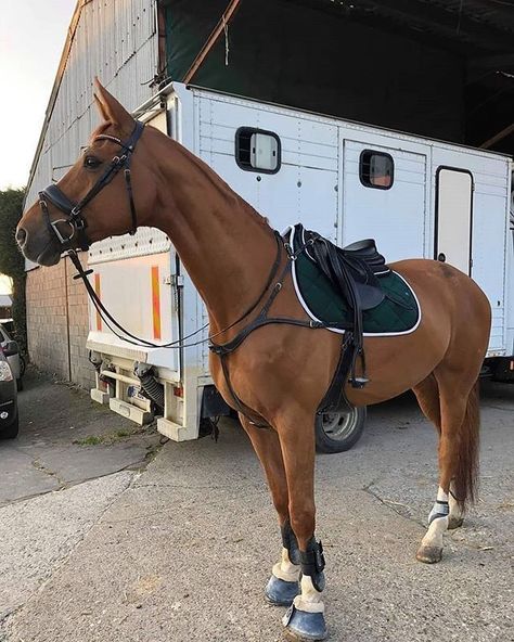 Chestnut Horse Aesthetic, Horses Jumping, Chestnut Horses, Horse Standing, Horsey Life, Horse Riding Aesthetic, Jumping Horse, Show Jumping Horses, Equestrian Aesthetic