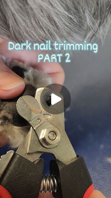 How To Trim Black Dog Nails, Trimming Dogs Black Nails, How To Clip Dogs Black Nails, How To Trim Dogs Nails, Trimming Dog Nails At Home, Trimming Puppy Nails, Dog Nail Clipping Hacks, Trim Dogs Nails How To, Dog Nails Trimming