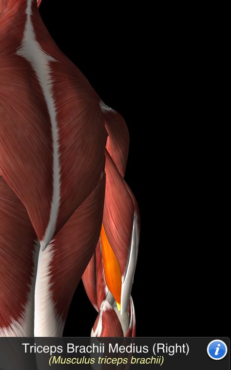 Musculus Triceps Brachii Human Muscle Anatomy, Perfect Physique, Muscle Anatomy, Art Study, Body Anatomy, Anatomy Drawing, Anatomy, Human Body, Yoga