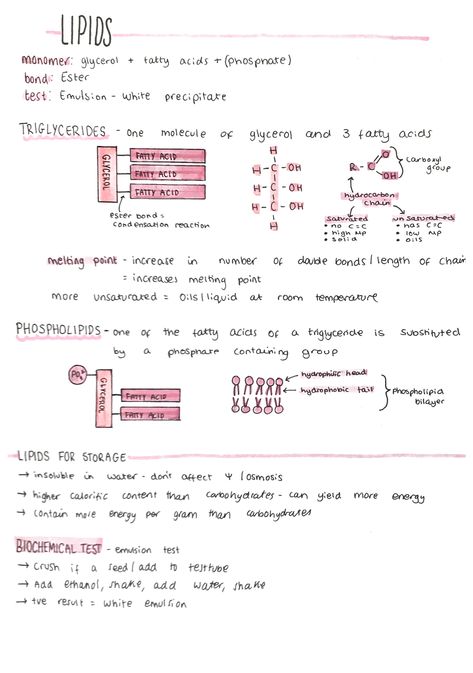 A Level Biology Lipids, Ap Biology Unit 1, Ap Bio Unit 1, Lipids Biochemistry Notes, Macromolecules Biology Notes, Lipids Notes, Biomolecules Notes Biology, Ap Bio Notes, Macromolecules Biology