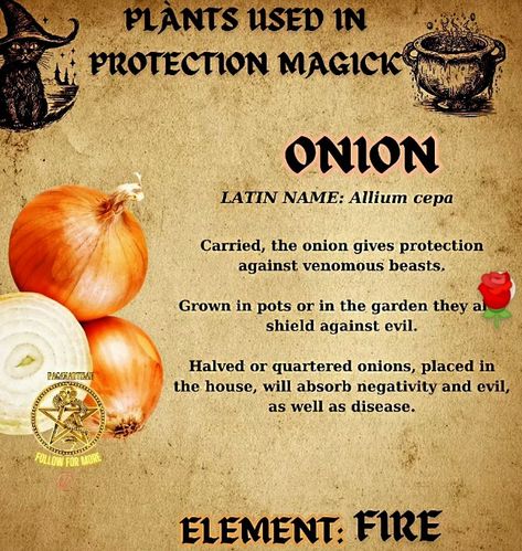 Onion Witchcraft, Herbs Properties, Magical Herbs Witchcraft, Protection Rituals, Spell Ingredients, Meditation Station, Herbs Witchcraft, Magic Kitchen, Hoodoo Magic