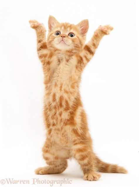 I love the YMCA! Kitten Dancing, Tabby British Shorthair, Silly Animal Pictures, Cat Tattoo Design, Cats Tattoo, Colorful Hairstyles, Ginger Kitten, Dancing Animals, Names Girl