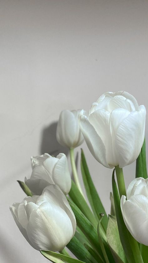 White Esthetics Background, White Aesthetic Flowers, Tulips Aesthetic, Black And White Wallpaper Iphone, Beauty Iphone Wallpaper, Beautiful Tulips, Vintage Flowers Wallpaper, Flower Iphone Wallpaper, Neon Aesthetic