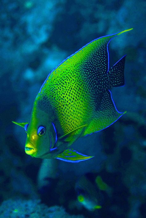 Tropical Fish Pictures, Fish Photos, Beautiful Tropical Fish, Social Media Specialist, Pretty Fish, Reef Fish, Green Fish, Salt Water Fish, Underwater Animals