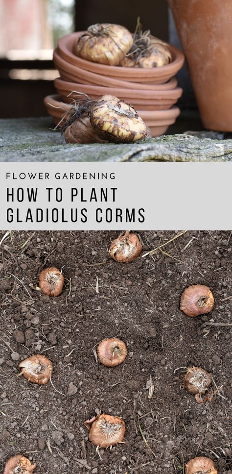 How to Plant Gladiolus Corms | Growing Garden Gladiolus | Rocky Hedge Farm Gladiolus Growing Tips, Gladiolus Bulbs How To Plant, Planting Gladiolus Bulbs In Containers, Growing Gladiolus Bulbs, Gladiolus Garden Ideas, Gladiolus Landscaping Ideas, Gladiolus Garden Design, How To Plant Gladiolus Bulbs, Planting Gladiolus Bulbs