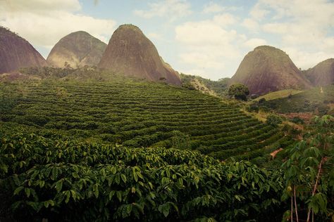 Coffee Farming, Brazilian Drink, Cafe Board, Espresso Art, Brazil Coffee, Brazilian Coffee, Coffee History, Water Scarcity, Big Coffee