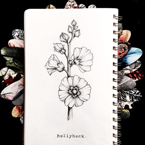 Hollyhocks Drawing, Hollyhocks Flowers Drawing, Hollyhock Tattoo, Hollyhock Drawing, Hollyhock Tattoo Black And White, Hollyhocks Flowers Painting, Dragonfly Tatoos, Black Hollyhock Flower, Hollyhock Botanical Illustration