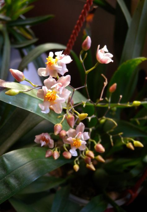 Orchid Oncidium Twinkle 'White-Light Pink' Oncidium Twinkle, Oncidium Orchid, Tropical Gardening, Unusual Orchids, Oncidium Orchids, Orchids Flowers, Orchid Collection, Orchid Greenhouse, Long Stem Flowers