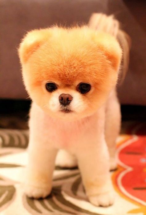 Cachorro raza pomerania Boo And Buddy, Chubby Puppies, World Cutest Dog, Boo The Dog, Super Cute Puppies, 강아지 그림, Cute Little Puppies, Cute Dogs And Puppies