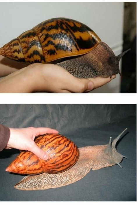 Snail Achatina, African Snail, Giant African Land Snails, Giant Snail, Pet Snails, Giant Animals, Amazing Animal Pictures, Silly Cats Pictures, Unusual Animals