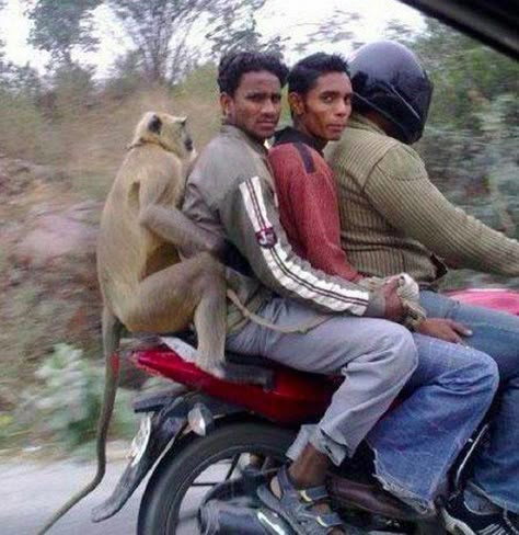 This group of bros just enjoying a motorcycle ride together. | 39 Indians You Wish You Knew In Real Life Orang India, Amazing India, Rage Comics, A Monkey, Monkeys Funny, We Are The World, Third World, People Of The World, Funny Photos