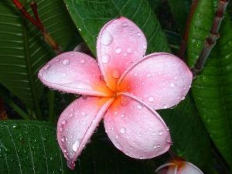 plumeria flower | plumeria flower 2 Free Photo Rainforest Pictures, Christmas Tree Decorations Items, Rainforest Flowers, Realistic Artificial Christmas Trees, Rainforest Plants, Live Christmas Trees, Spruce Christmas Tree, Slim Christmas Tree, Christmas Tree Storage