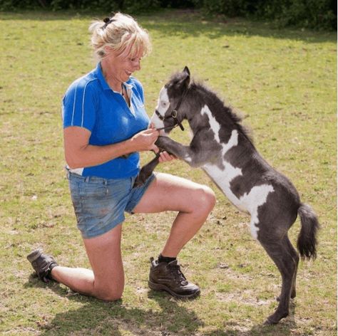 Meet Microdave: A Tiny Horse With Boatloads Of Personality Miniature Horse Foal, Tiny Horses, Horse Therapy, Miniature Horse, Cool Names, Zebras, Little Sisters, Cool Watches, Cute Animals