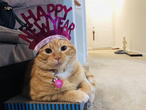 Happy New Year Meme, Happy New Year Cat, New Year Cat, Happy New Year Dog, Happy New Year Funny, New Year Meme, New Years Hat, Cute Little Kittens, Cat Holidays