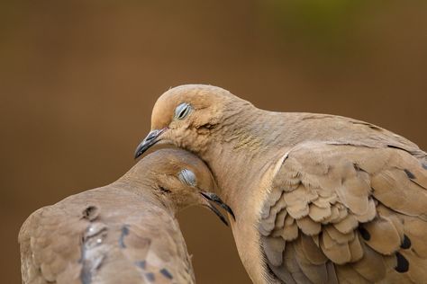 Dove Love - A Mourning Dove couple enjoy each others company, cooing and cuddling, demonstrating the depth of emotion and emotional ties that exists in the animal world. Birds Pet, Two Birds, All Birds, Pretty Birds, E Card, Bird Watching, 귀여운 동물, Bird Feathers, Animals Friends