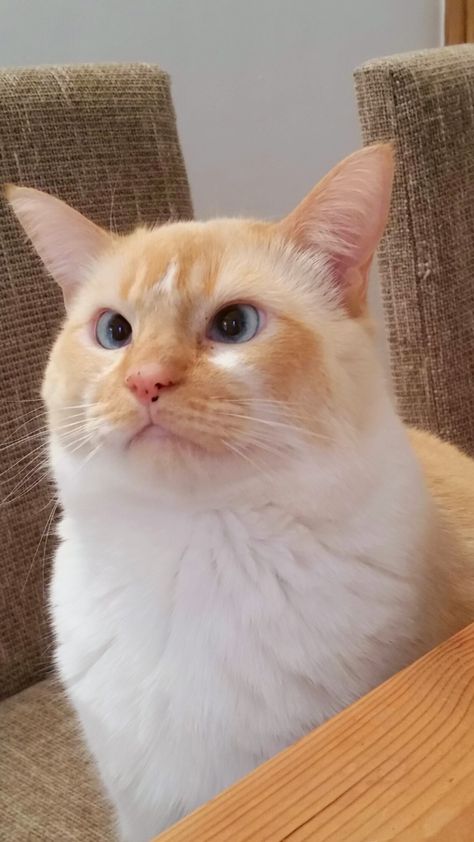 Cross eyed beauty Crossed Eyed Cats, Cross Eyed Cat, Cross Eyed, Meow Meow, Cute Animal Pictures, Orange Cat, Animal Pictures, Funny Cats, Drinkware