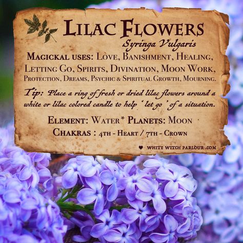 https://www.whitewitchparlour.com/search?q=LILAC Lilac Herbalism, Drying Lilac Flowers, Lilac Magical Properties, Lilac Symbolism, Witchy Plants, Herb Magic, Green Witchery, Flower Magic, Magickal Herbs