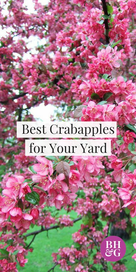 Check out our top picks for crabapple trees for your yard or garden! If you want pretty pink color, white flowers, rosy-red blooms, or large red fruits, there are ideas for everyone’s style. Each option is interesting and unique, and will be a great addition to your landscape. #trees #crabapple #garden Gardening Reference, Flowering Crabapple Tree, Gardening Knowledge, Flowering Crabapple, Trees For Front Yard, Grow Garden, Kitchen Gardens, Garden Goals, Are Ideas