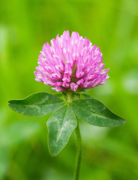 Species in the Spotlight: Red and White Clover Clover Recipes, Trifolium Pratense, Clover Plant, Plant Names, White Clover, Red Clover, Preventive Medicine, In The Spotlight, All About Plants