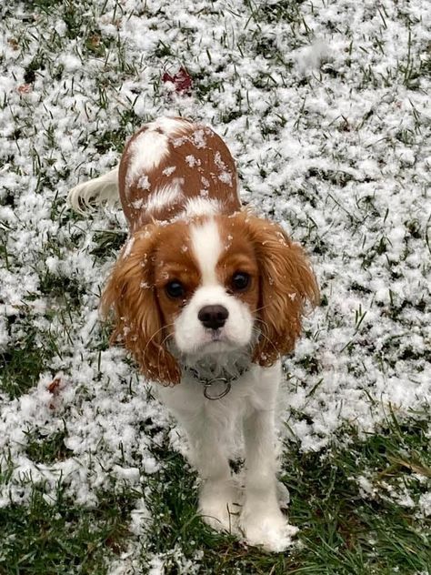 Prince Charles Spaniel, King Charles Puppies, Charles King Spaniel, Cute Cavalier King Charles Spaniel Puppy, Cavalier King Charles Spaniel Wallpaper, Cavilar King Charles Spaniel, Cavalier King Charles Spaniels, Kings Charles Cavalier Spaniel, Calvier King Charles Spaniel