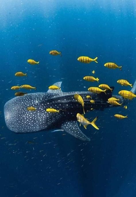 Fauna Marina, Under The Ocean, Deep Sea Creatures, Beautiful Sea Creatures, Ocean Conservation, Marine Biology, Whale Shark, Ocean Creatures, Marine Animals