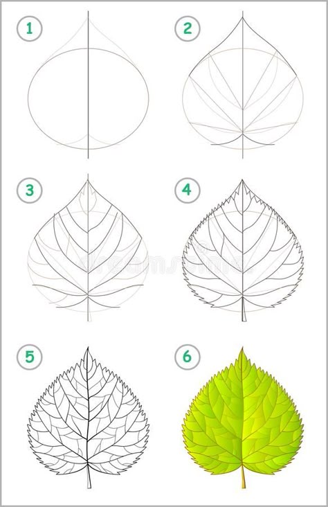 Observational Drawings, Linden Leaf, Crochet Filet, Flower Drawing Tutorials, Flower Art Drawing, Leaf Drawing, Floral Drawing, Draw Art, Plant Drawing