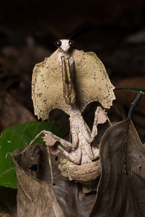 ˚Leaf Mantis  | In #China? Try www.importedFun.com for award winning #kid's #science | Insect Reference, Weird Insects, Cool Insects, Cool Bugs, Beautiful Bugs, Praying Mantis, Creepy Crawlies, Arthropods, Insect Art