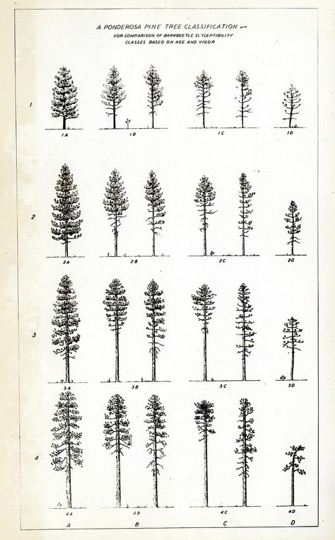 Ponderosa Pine Tree, Pine Tattoo, Pine Tree Drawing, Bark Beetle, Pine Tree Painting, Chain Tattoo, Tree Of Life Painting, Pine Tree Tattoo, Ponderosa Pine