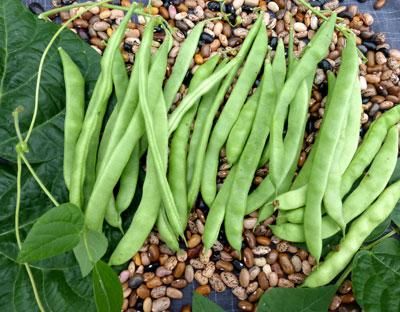 Old Homestead, Snap Beans, Corn Stalks, Pole Beans, Bean Seeds, Seed Saving, Garden Guide, Dried Beans, Seed Packets