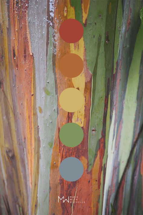 Earthy Rainbow Color Palettes, Eucalyptus Colour Palette, Eucalyptus Palette, Outdoors Color Palette, Palletes Colors, Eucalyptus Color Palette, Muted Rainbow Color Palette, Rainbow Color Palette, Natural Color Palette