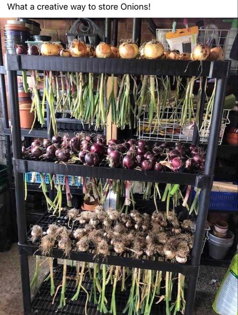 Root Cellar Storage, Food Storage Rooms, Root Cellar, Veg Garden, Homestead Survival, Home Vegetable Garden, In Front Of House, Vegetable Garden Design, Food Garden