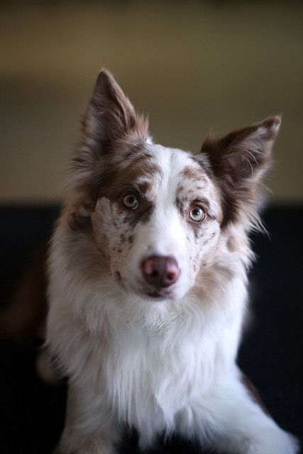 Red Merle and White Border Collie Red Merle Border Collie, Diet Program, Australian Shepherds, Herding Dogs, West Highland Terrier, Collie Dog, Scottish Terrier, Dog Photography, Pet Products