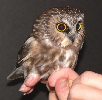 People are buying mini OWLS as PETS! It is actually something people are doing a lot right now. FOR REAL! I have to hand it to them, they are sooo cute. But, really breeding owls to be so tiny; just so you can own one. I think it is crazy but, look at that cute little face... idk. Ohio Birds, Elf Owl, Saw Whet Owl, Small Owl, Owl Photos, Owl Pictures, Beautiful Owl, Baby Owls, Cute Owl