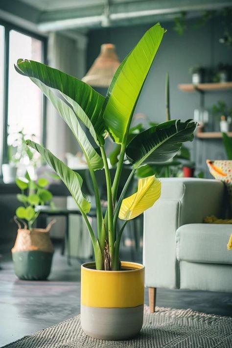 How To Bring A Banana Tree Back To Life: Reviving Tropicals Banana Plant Indoor, Banana Leaf Plant, Banyan Leaf, Arranging Furniture, Pine Bonsai, Banana Plant, Banana Palm, Banana Plants, Inside Plants